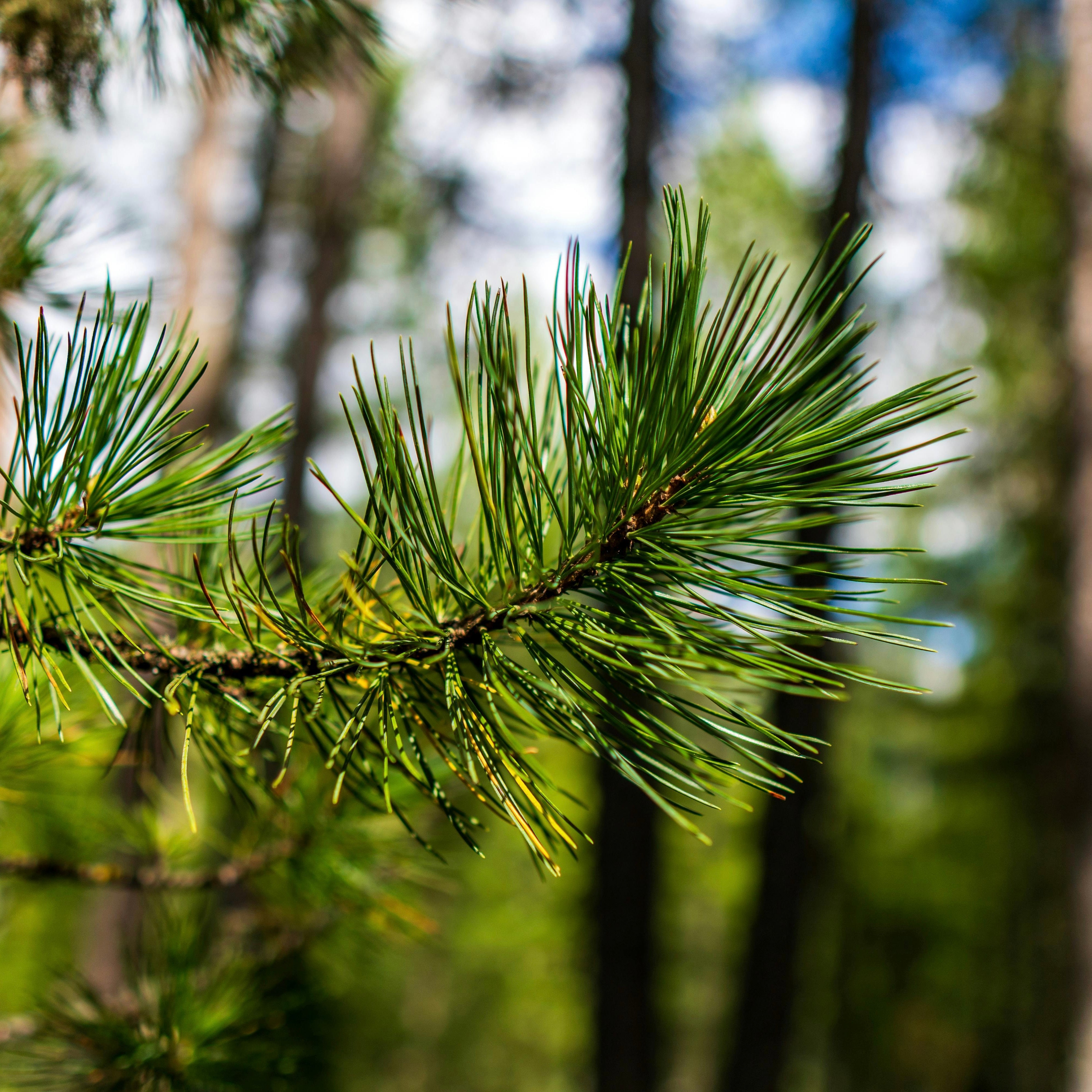 Bio Zirbe Ätherisches Öl