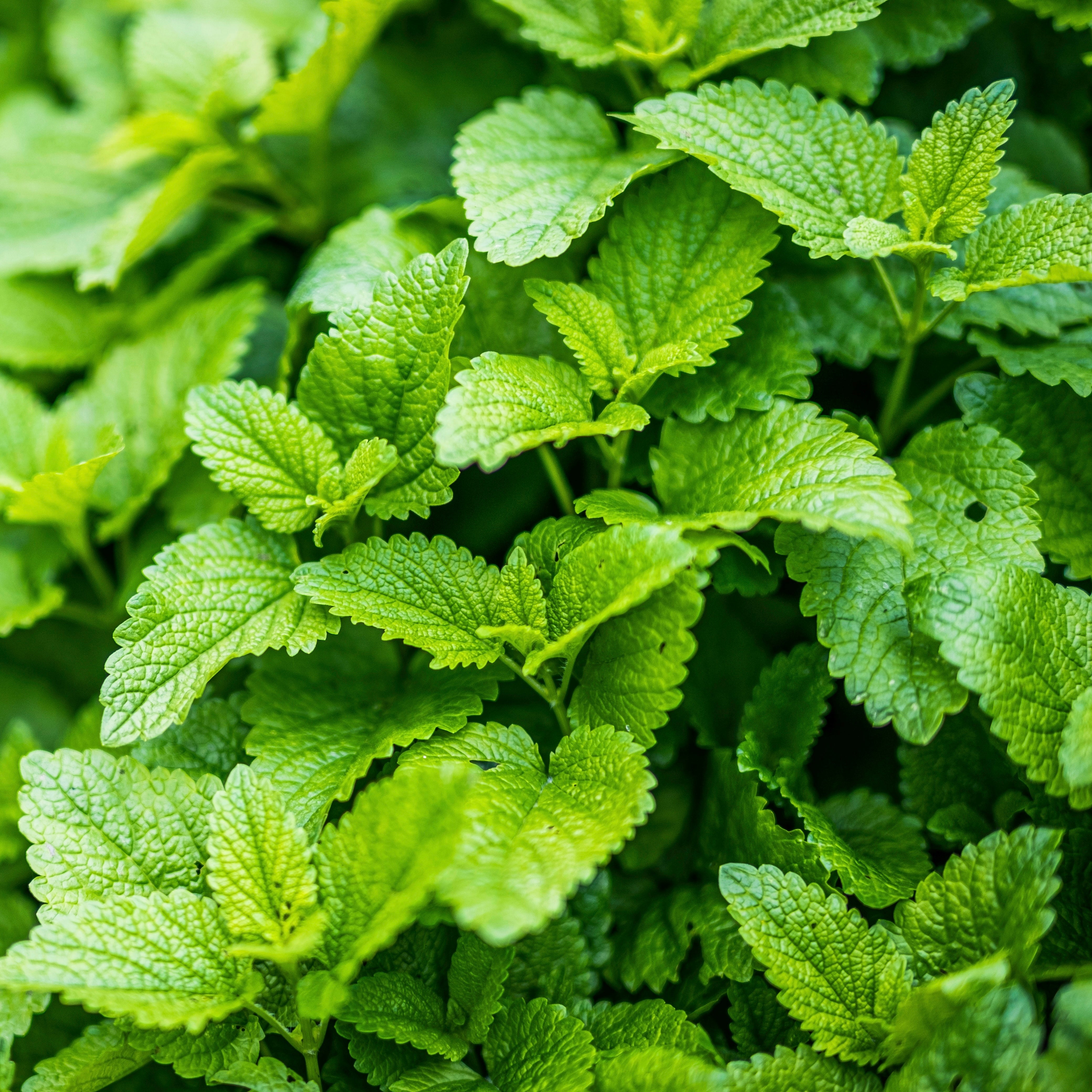 Melisse Ätherisches Öl